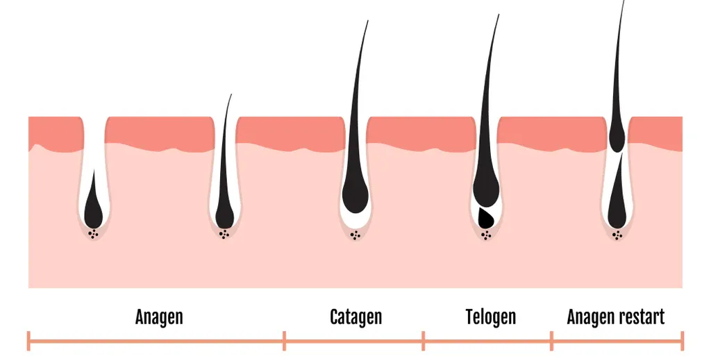 Unlocking the Secrets of the Hair Growth Cycle