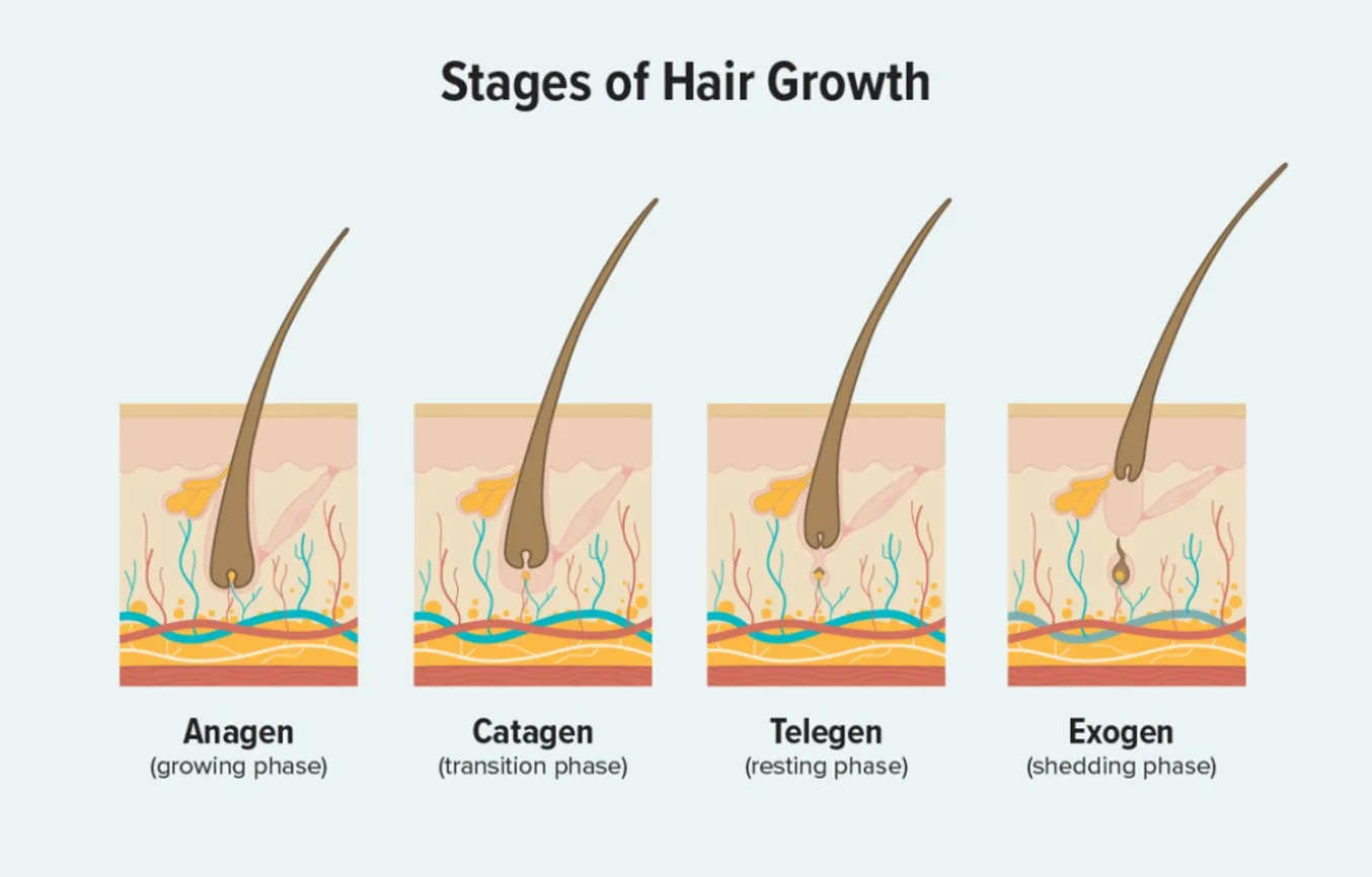 Understanding the Hair Growth Cycle